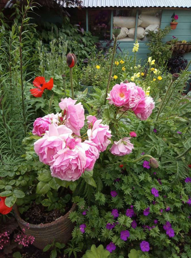 Laurels Bed and Breakfast Oswestry Exteriör bild